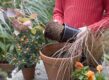 herfst plantenbakken vullen