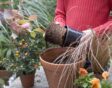herfst plantenbakken vullen