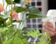 checlklist voor de tuin week 44: kamerplanten