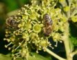 checklist voor de tuin week 44: klimop