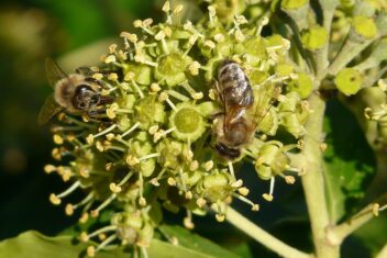 checklist voor de tuin week 44: klimop