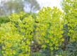 Euphorbia characias subsp wulfenii