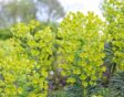 Euphorbia characias subsp wulfenii