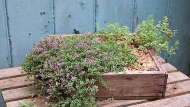 kruiptijm wintergroen