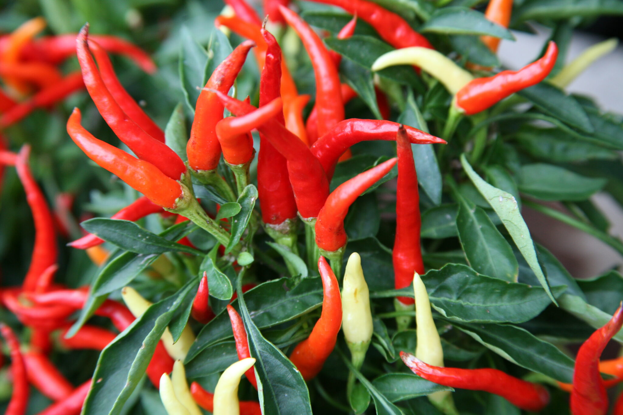 Groenten zaaien in november dit kun je kweken Gardeners World