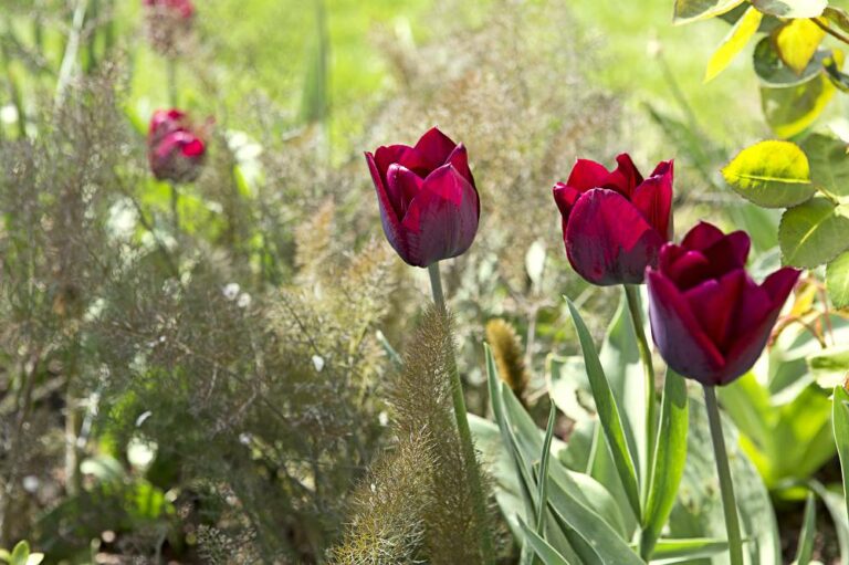 Tulpenbollen planten, wanneer en hoe doe je dat? Gardeners World