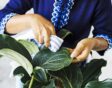 checklist voor de tuin week 48: blad kamerplanten schoonmaken