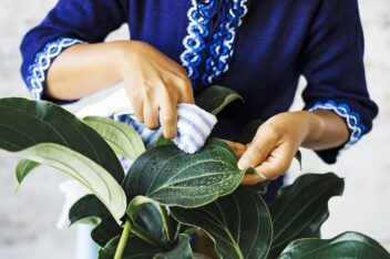 checklist voor de tuin week 48: blad kamerplanten schoonmaken