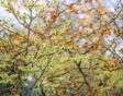 Hamamelis x intermedia Pallida