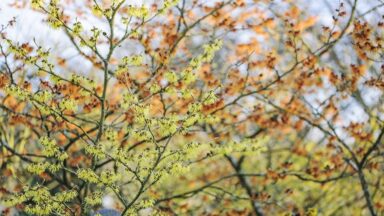 Hamamelis x intermedia Pallida
