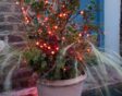 kerstplant voordeur