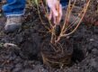 kornoelje struik planten