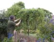 vrijstaande appelboom in kleine tuin