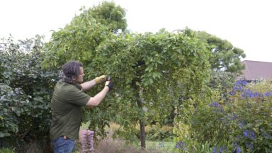 vrijstaande appelboom in kleine tuin