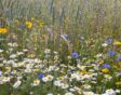 biodiversiteit in de tuin