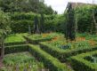 buxus vervanger taxus