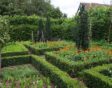 buxus vervanger taxus