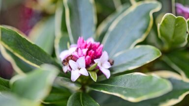 thumbnail voor Dit zijn de lekkerst geurende winterbloeiers in pot voor op je terras