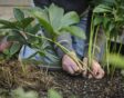 helleborus snoeien