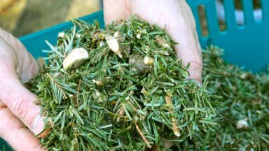 kerstboom composteren