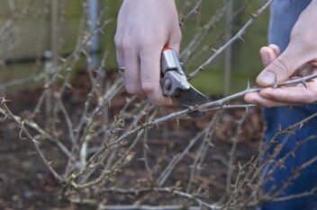kruisbessen snoeien winter