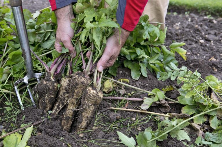 Een jaar in de moestuin: dit kun je elke maand doen - Gardeners World