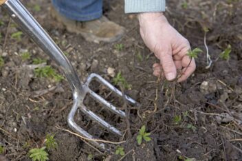Iemand gebruikt een spitvork om zevenblad met wortels en al uit de grond te halen.