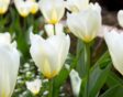 Witte tulp Tulipa purissima.