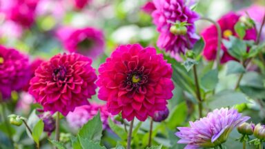 bloeiende dahlia's