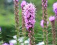 de tuin in februari: zomerbollen