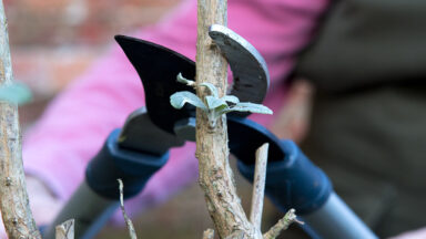 vlinderstruik snoeien