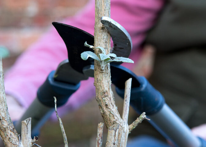 vlinderstruik snoeien