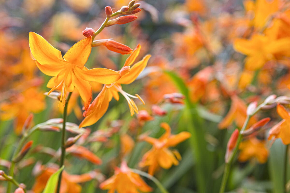 De oranje bloemen van Crocosmia (montbretia).