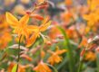 De oranje bloemen van Crocosmia (montbretia).