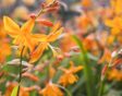 De oranje bloemen van Crocosmia (montbretia).
