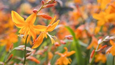 De oranje bloemen van Crocosmia (montbretia).