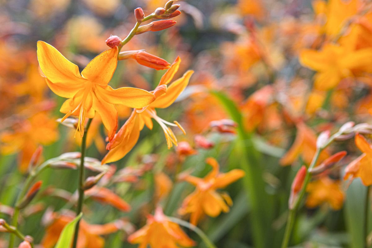 De oranje bloemen van Crocosmia (montbretia).