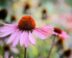Echinacea purpurea magnus volle zon