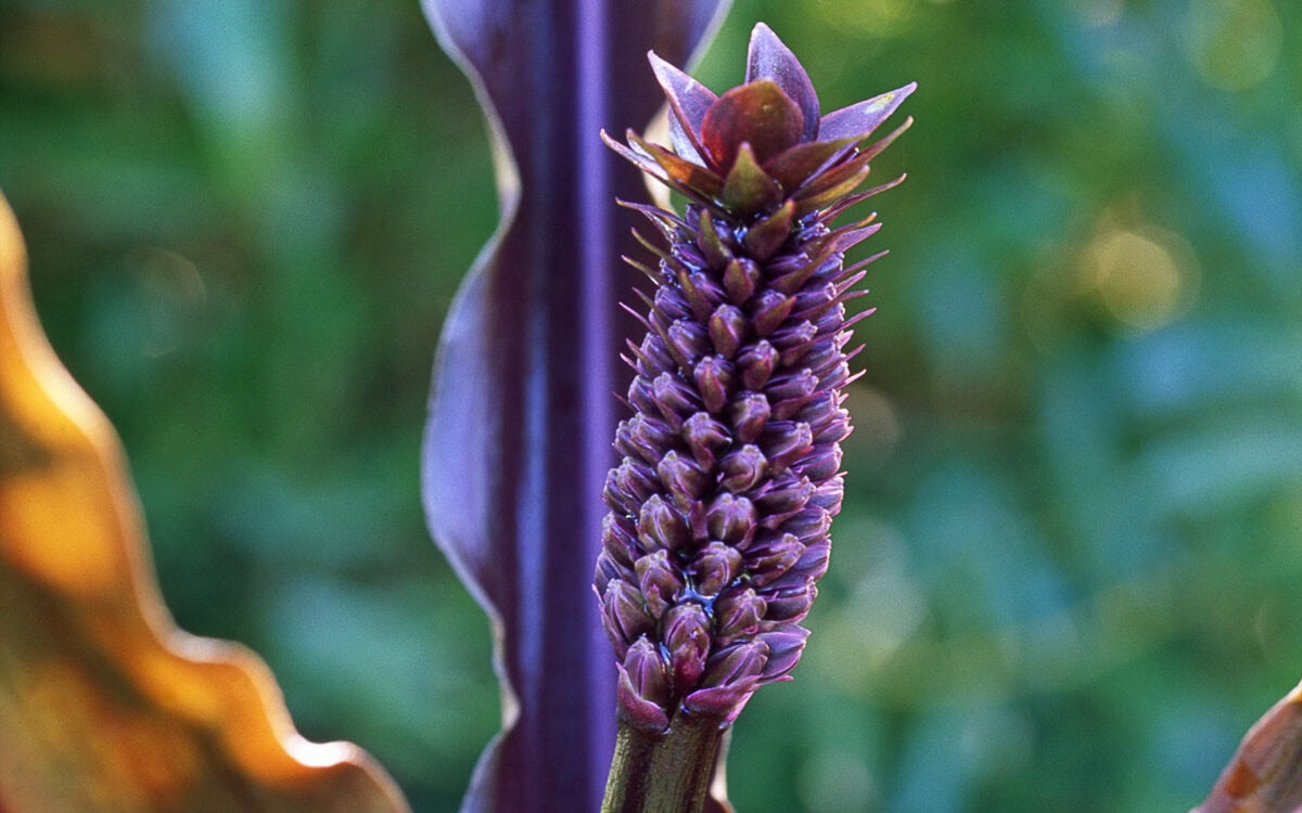 De bloem van de ananasplant