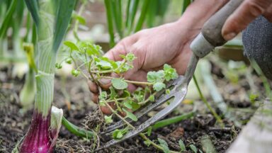 Iemand haalt plantjes weg met tuinvork.