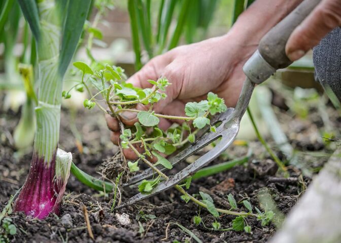 Iemand haalt plantjes weg met tuinvork.