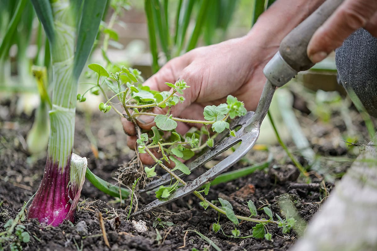 Iemand haalt plantjes weg met tuinvork.