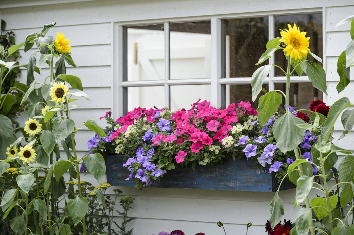 Een wand van een tuinhuis, opgeknapt met vrolijke bloemen.