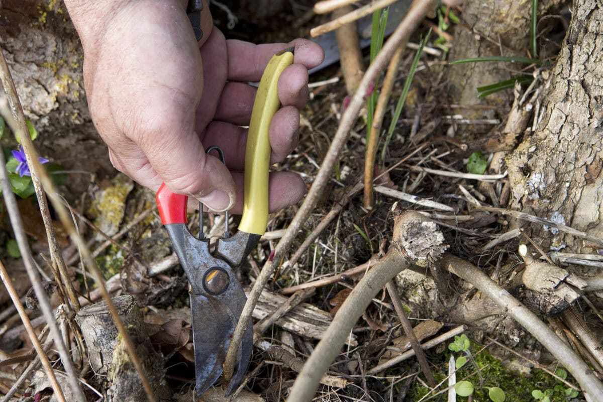 Iemand snoeit kleine takjes van de pruikenboom