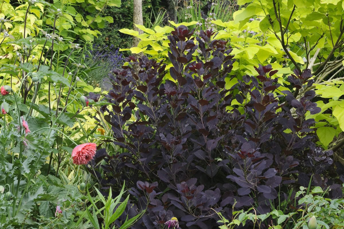 Pruikenboom tussen andere tuinplanten