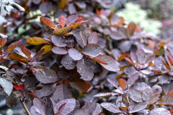 Het mooie dieproodbruine blad van de pruikenboom.