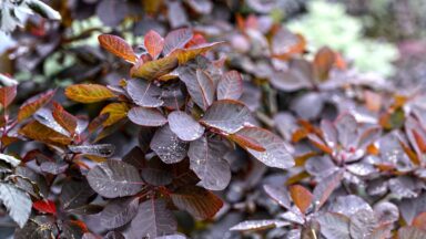 Het mooie dieproodbruine blad van de pruikenboom.