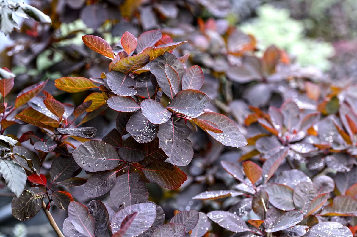 Het mooie dieproodbruine blad van de pruikenboom.
