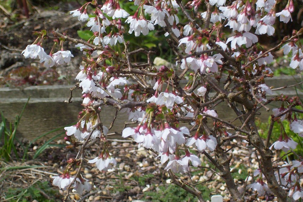 Prunus incisa ‘Kojo-no-mai’ kersenbloesems