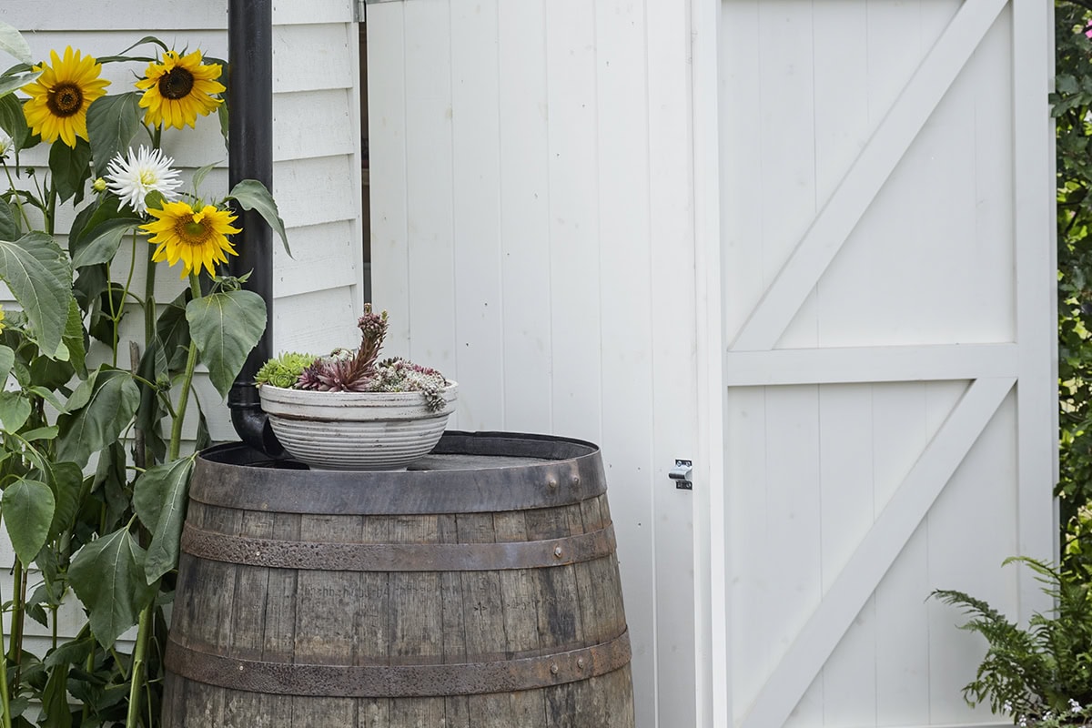 Een houten regenton naast een wit tuinhuisje met zonnebloemen.